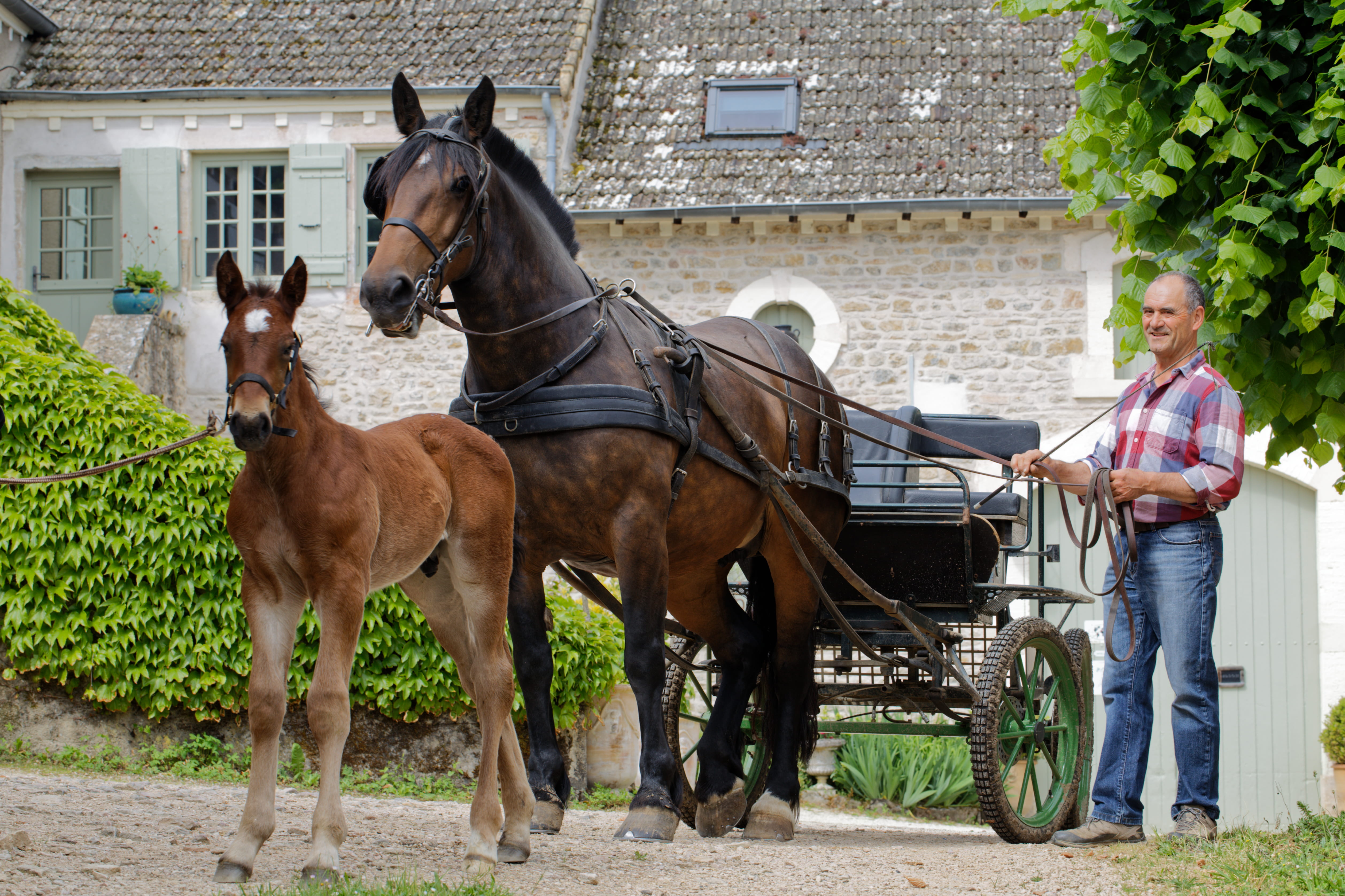 Villageois avec les chevaux